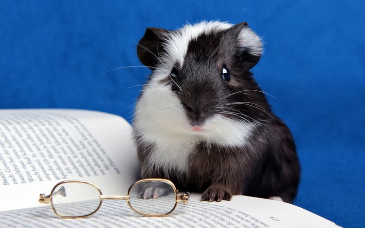 животные, взгляд, очки, черно-белая, книга, грызун, морская свинка, animals, look, glasses, black and white, book, rodent, guinea pig