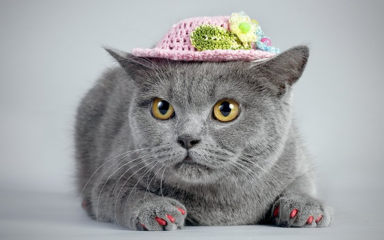 кот, кошка, взгляд, серый, шляпка, ноготки, cat, look, grey, hat, marigolds
