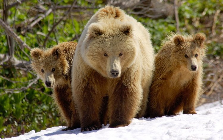 снег, медведь, весна, семья, два, медведи, бурый, медведица, медвежонка, snow, bear, spring, family, two, bears, brown