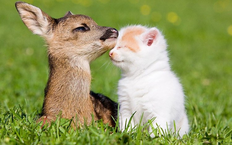 трава, олень, кошка, котенок, друзья, олененок, grass, deer, cat, kitty, friends, fawn