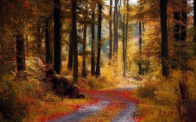 дорога, деревья, природа, лес, листва, осень, бревна, road, trees, nature, forest, foliage, autumn, logs