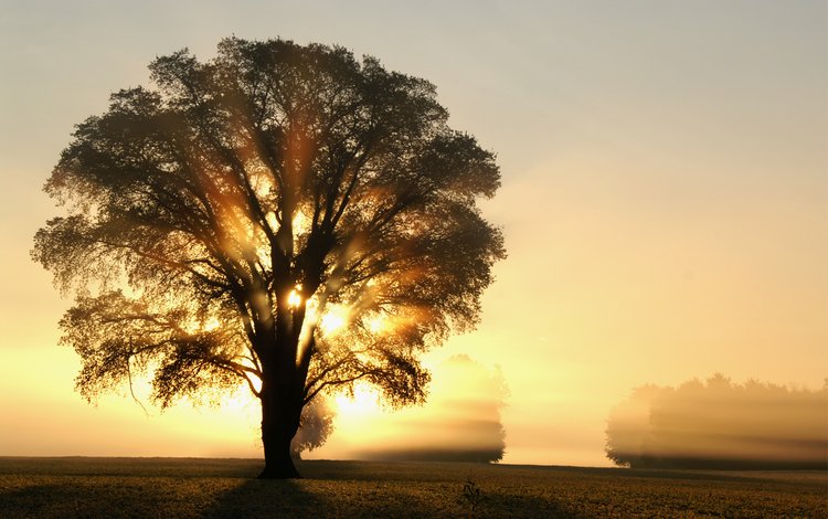 свет, деревья, солнце, дерево, лучи, утро, поле, рассвет, light, trees, the sun, tree, rays, morning, field, dawn