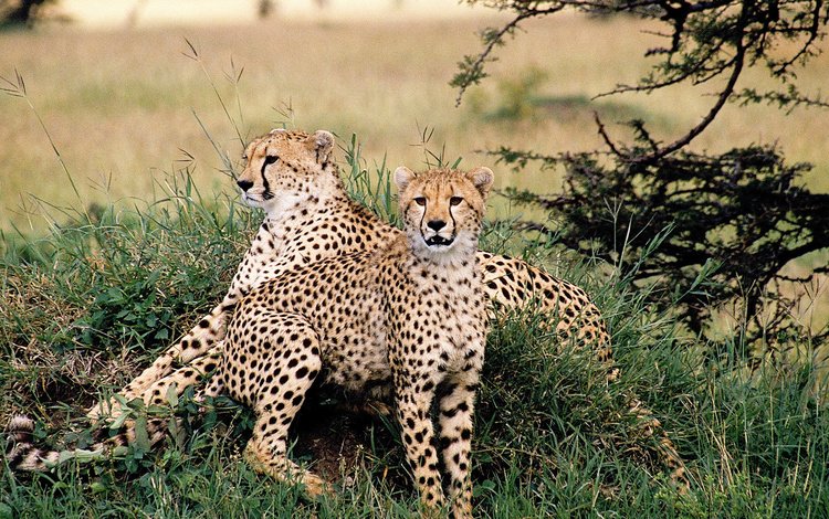 трава, природа, дикие кошки, хищники, гепарды, grass, nature, wild cats, predators, cheetahs