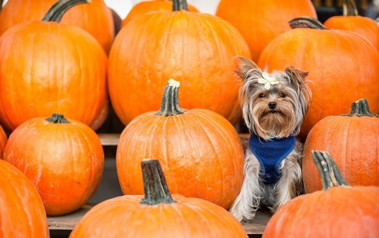 фон, взгляд, тыквы, бантик, йоркширский терьер, cобака, background, look, pumpkin, bow, yorkshire terrier, dog