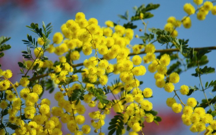 небо, цветы, ветка, цветение, жёлтая, мимоза, the sky, flowers, branch, flowering, yellow, mimosa