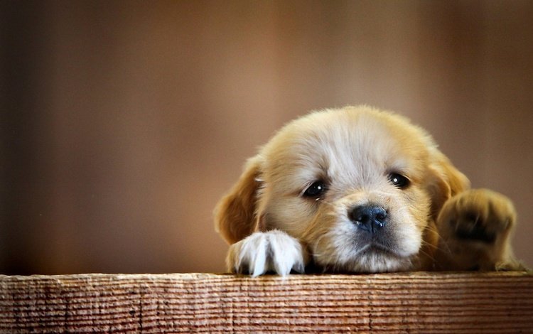 мордочка, взгляд, собака, щенок, грустный, лапки, милый, muzzle, look, dog, puppy, sad, legs, cute