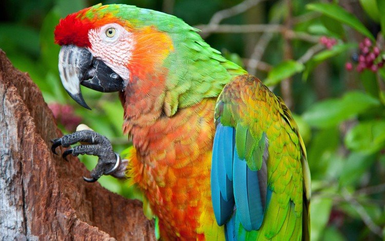 разноцветный, птицы, клюв, перья, попугай, яркий, ара, colorful, birds, beak, feathers, parrot, bright, ara