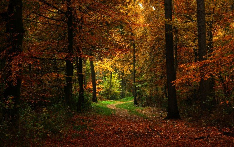 деревья, природа, лес, ветки, осень, тропинка, осенние листья, trees, nature, forest, branches, autumn, path, autumn leaves