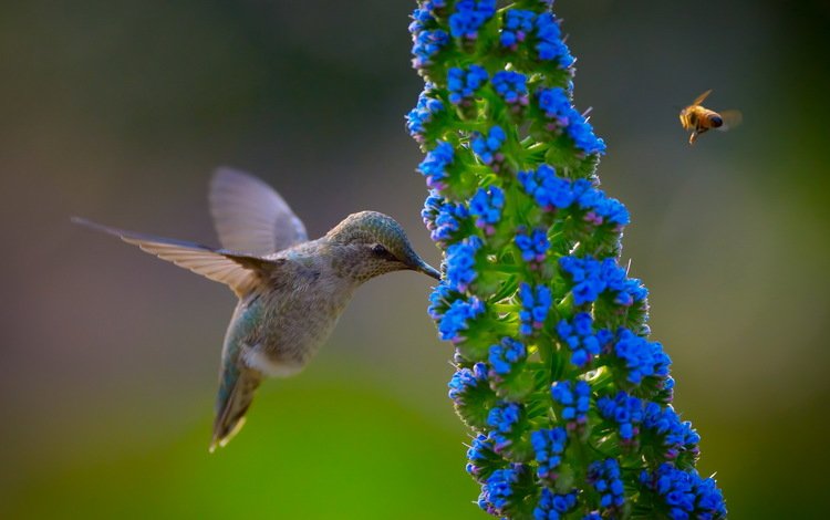 полет, цветок, крылья, птица, пчела, колибри, flight, flower, wings, bird, bee, hummingbird