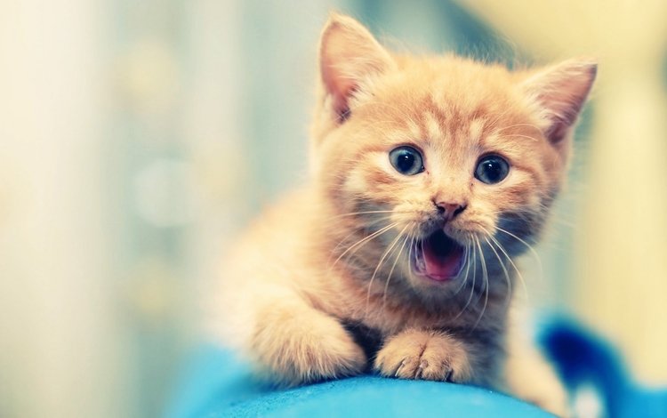 удивление, усы, милый, лапы, кошка, взгляд, котенок, маленький, рыжий, язык, surprise, mustache, cute, paws, cat, look, kitty, small, red, language