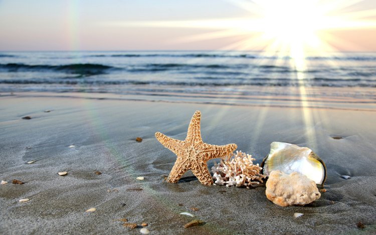 вода, океан, солнце, ракушки, берег, морская звезда, волны, лучи, море, песок, пляж, water, the ocean, the sun, shell, shore, starfish, wave, rays, sea, sand, beach