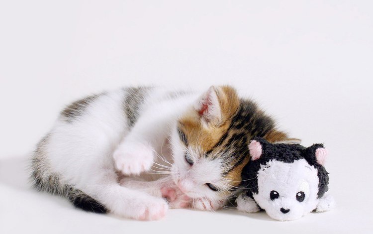 кошка, котенок, лежит, игрушка, cat, kitty, lies, toy