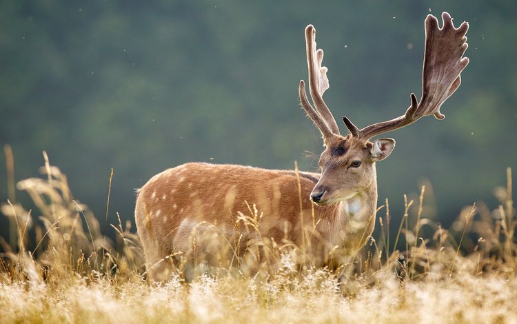 трава, природа, олень, животные, рога, grass, nature, deer, animals, horns