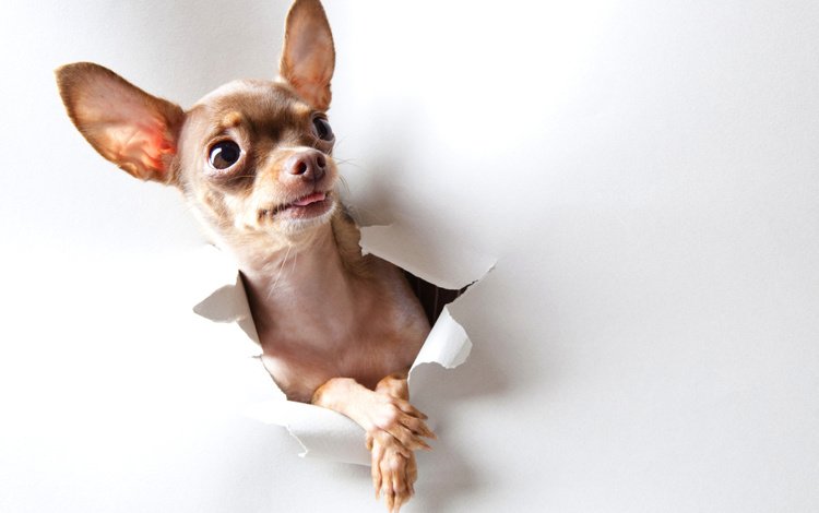 взгляд, бумага, собака, удивление, той-терьер, look, paper, dog, surprise, toy terrier