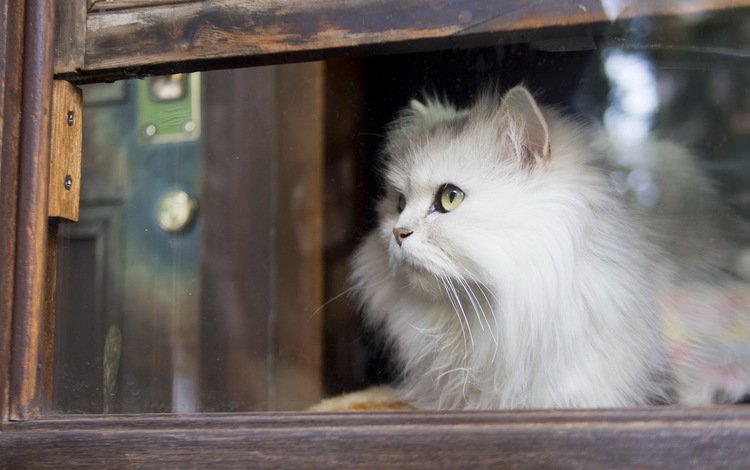 кот, кошка, взгляд, пушистый, белый, окно, стекло, cat, look, fluffy, white, window, glass