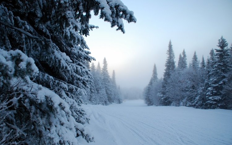небо, деревья, снег, лес, зима, туман, the sky, trees, snow, forest, winter, fog