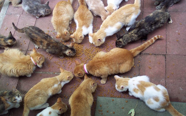 кошки, корм, бродячие, бездомные, большая семья, cats, food, stray, homeless, big family