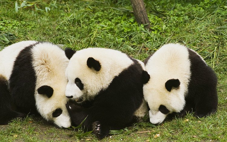 трава, животные, панды, бамбуковый медведь, большая панда, grass, animals, panda, bamboo bear, the giant panda