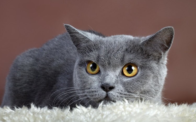 фон, кот, кошка, взгляд, серый, британская кошка, background, cat, look, grey, british cat