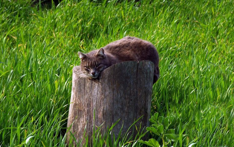 трава, кот, кошка, серый, зеленая, пень, grass, cat, grey, green, stump