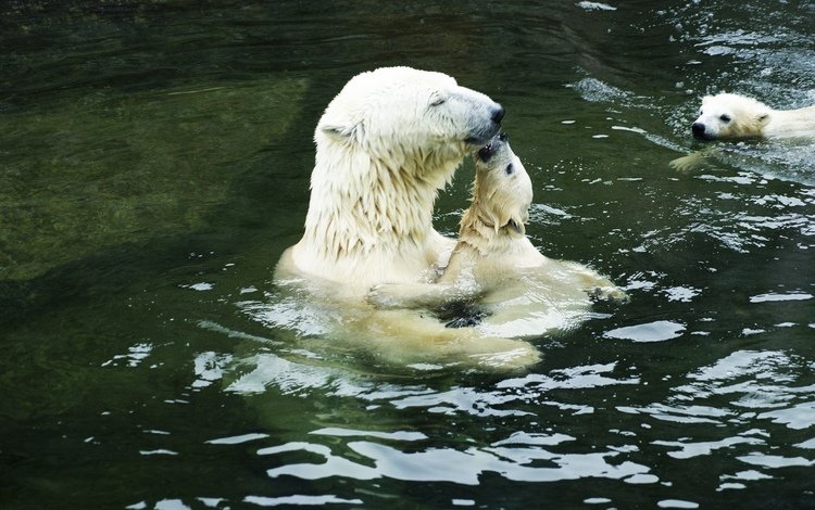вода, белые, нежность, медведи, полярные, медведица, медвежата, water, white, tenderness, bears, polar, bear