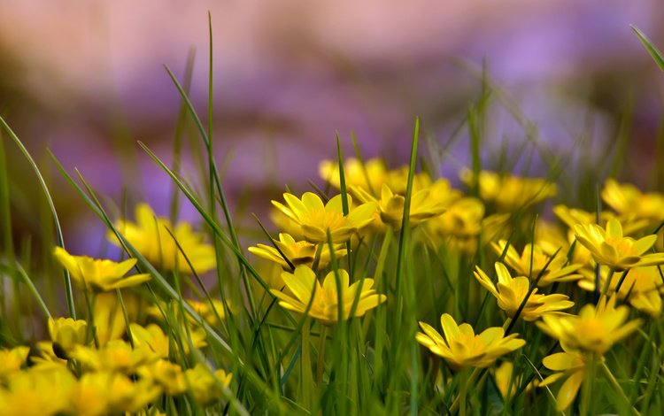 цветы, трава, лето, поляна, желтые, flowers, grass, summer, glade, yellow