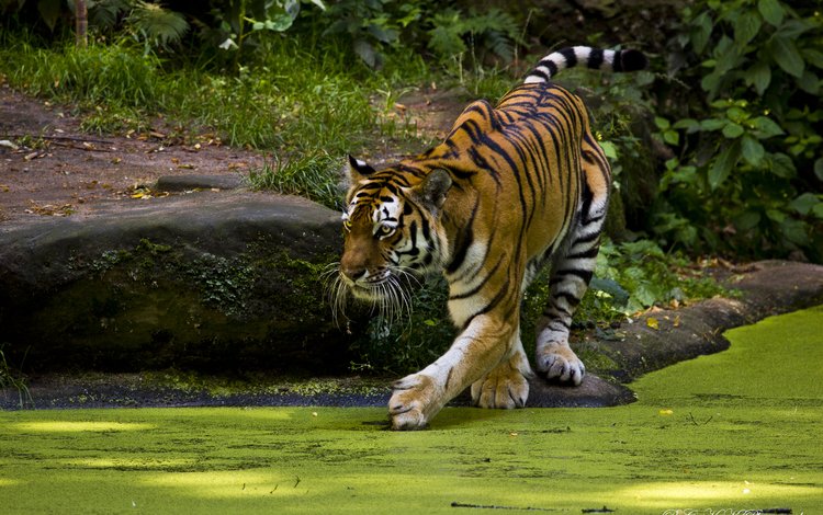 тигр, вода, природа, хищник, дикая кошка, тина, tiger, water, nature, predator, wild cat, tina