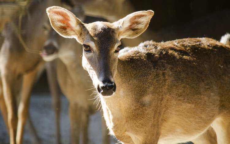 глаза, олень, смотрит, уши, олени, олениха, eyes, deer, looks, ears, doe