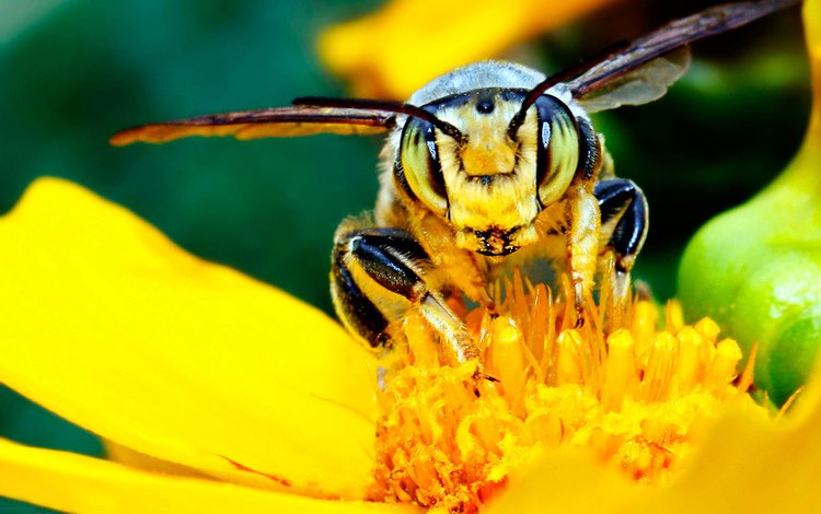 желтый, цветок, насекомые, пчела, нектар, мед.цветок, yellow, flower, insects, bee, nectar, med.flower