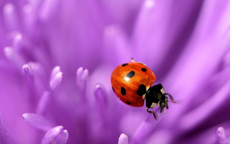 природа, макро, цветок, фиолетовый, насекомые, божья коровка, nature, macro, flower, purple, insects, ladybug