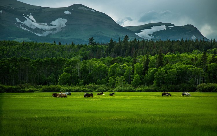 трава, деревья, горы, зелень, поле, кони, природа.лошади, grass, trees, mountains, greens, field, horses, nature.horse