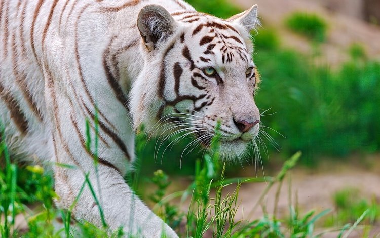 тигр, морда, трава, белый, хищник, крадётся, waite tiger, tiger, face, grass, white, predator, sneaks