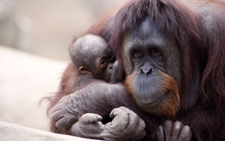 забота, детеныш, обезьяны, орангутаны, человекообразные обезьяны, орангутан, care, cub, monkey, orangutans, apes, orangutan