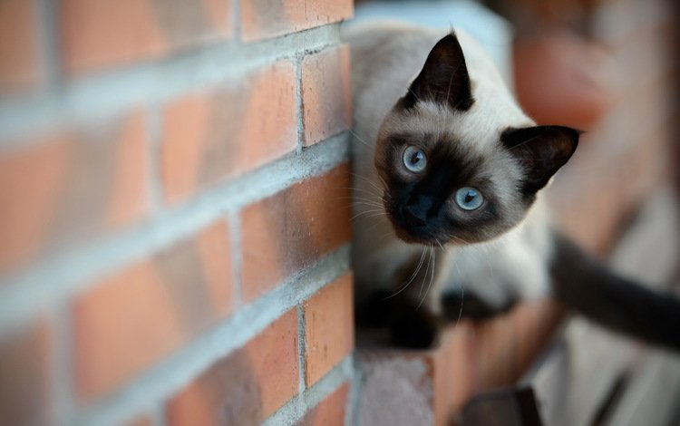 кошка, стена, котенок, кирпич, сиамская, cat, wall, kitty, brick, siamese