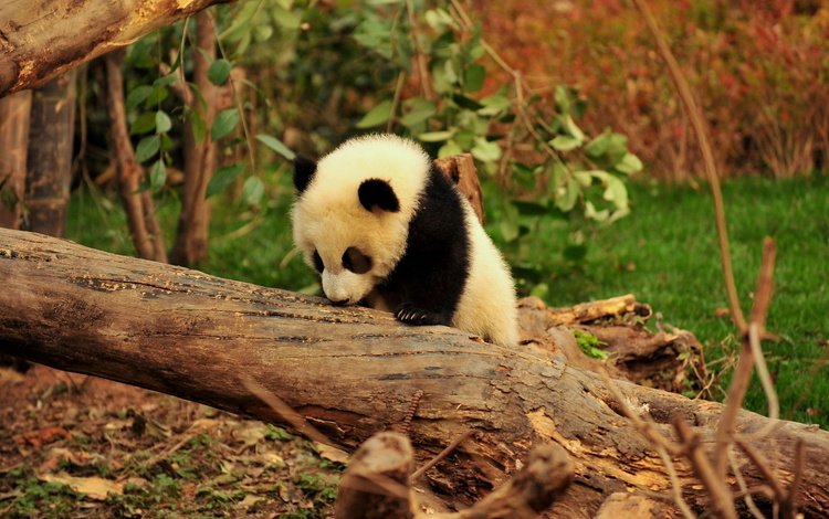 дерево, животные, панда, джунгли, детеныш, бамбуковый медведь, большая панда, tree, animals, panda, jungle, cub, bamboo bear, the giant panda