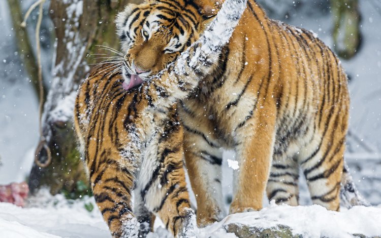 тигр, снег, зима, хищник, большая кошка, игры, умывание, амурские, tiger, snow, winter, predator, big cat, game, washing, amur