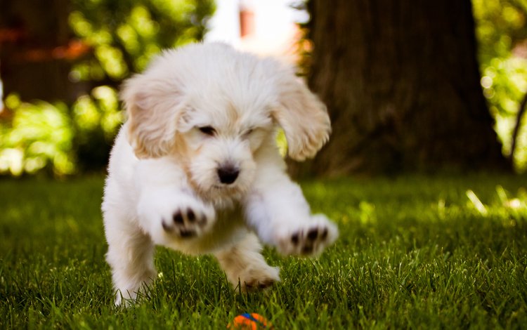 трава, белый, собака, щенок, игра, мячик, grass, white, dog, puppy, the game, the ball