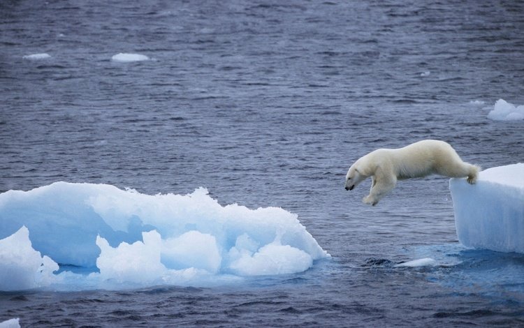море, медведь, белый, прыжок, льдина, арктика, полярный, sea, bear, white, jump, floe, arctic, polar