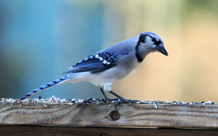 птица, голубая, зерно, семечки, корм, сойка, голубая сойка, bird, blue, grain, seeds, food, jay, blue jay
