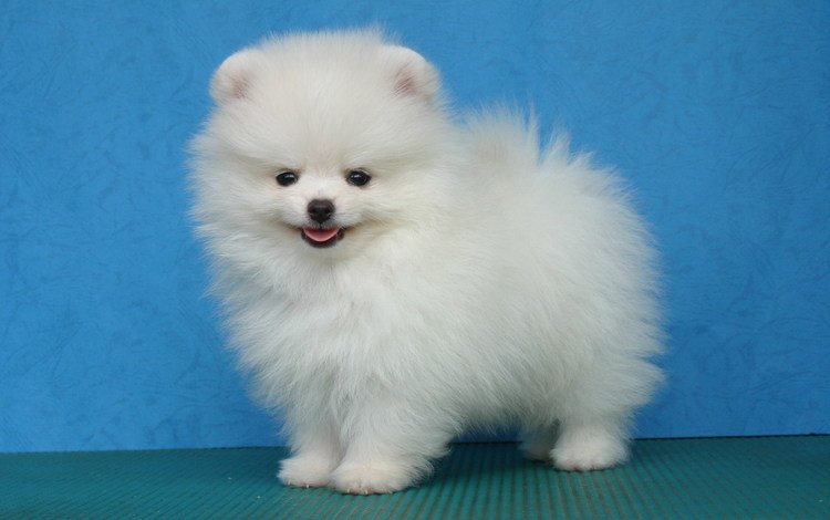 белый, собака, щенок, шпиц, померанский, карликовый, white, dog, puppy, spitz, pomeranian, dwarf