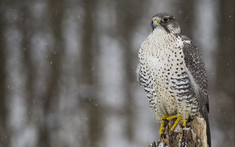 снег, зима, взгляд, хищник, птица, сокол, кречет, snow, winter, look, predator, bird, falcon, merlin