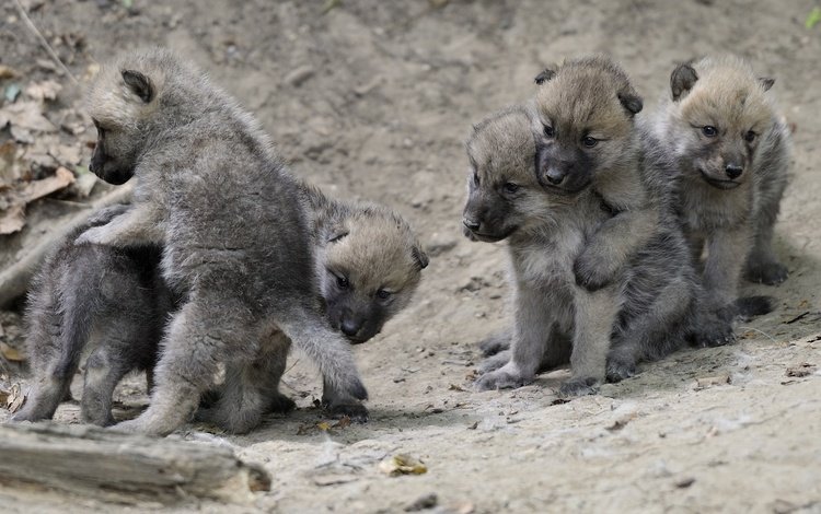 животные, игра, малыши, волки, волчата, animals, the game, kids, wolves, the cubs