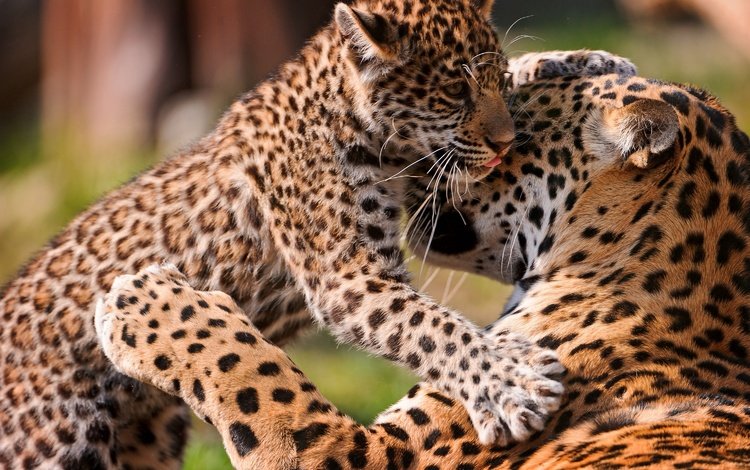 ягуар, игра, кошки, детеныш, ягуары, jaguar, the game, cats, cub, jaguars