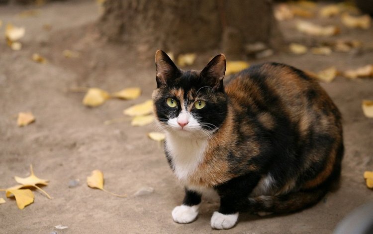 кот, кошка, взгляд, осень, желтые листья, пятнистый, трехцветный, cat, look, autumn, yellow leaves, spotted, tri-color