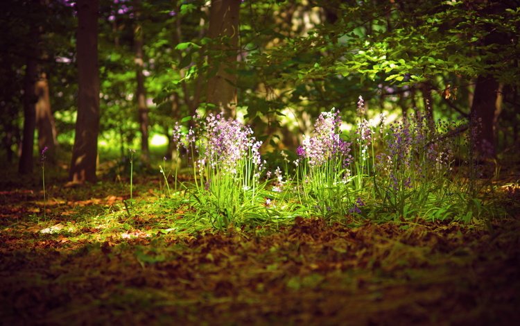 свет, цветы, природа, лес, лето, light, flowers, nature, forest, summer