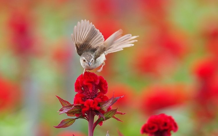 цветок, красный, размытость, птица, колибри, камышовка, flower, red, blur, bird, hummingbird, warbler