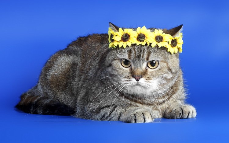 фон, кот, кошка, серый, венок, полосатый, король кот, background, cat, grey, wreath, striped, king cat