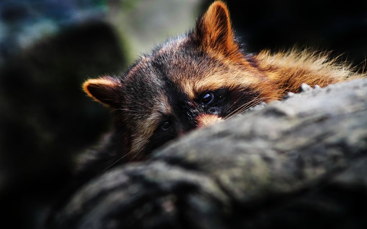 глаза, мордочка, уши, бревно, енот, спрятался, eyes, muzzle, ears, log, raccoon, hid