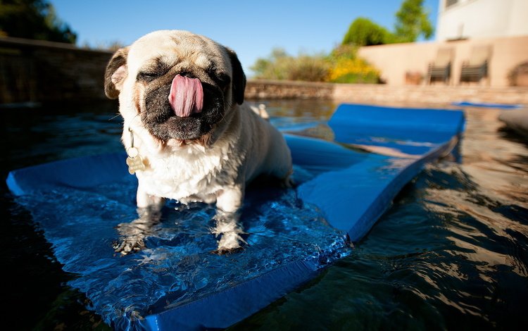 вода, собака, бассейн, язык, мопс, коврик, water, dog, pool, language, pug, mat