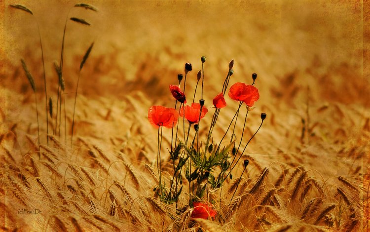 цветы, природа, фон, поле, маки, пшеница, колоски, flowers, nature, background, field, maki, wheat, spikelets